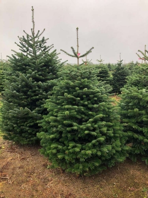 Premium Nordmann Fir Christmas Tree