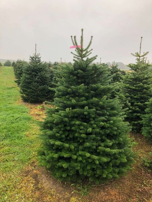 Premium Nordmann Fir Christmas Tree